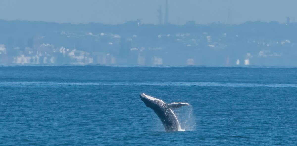 EXCITING: A humpback whale spotted breaching off the Boat Harbour coastline on Wednesday, May 4. Picture: Mat Spillard