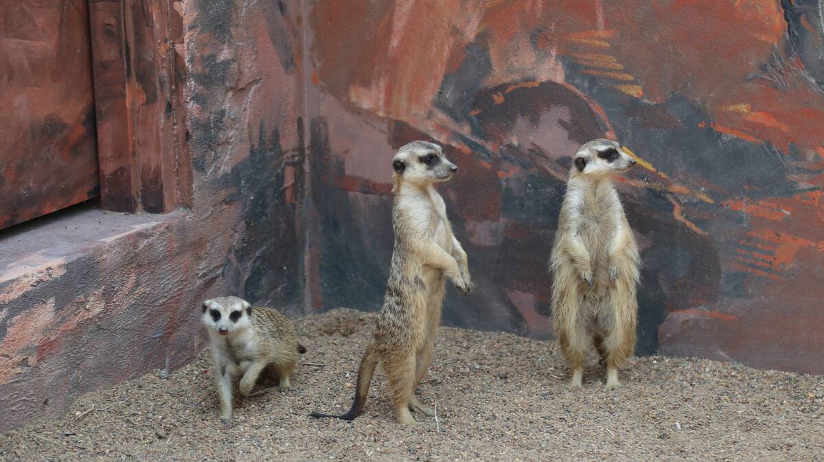 Oakvale's newest additions - meerkats. The trio consists of brother, Juno, and sisters, Tilly and Scampie.