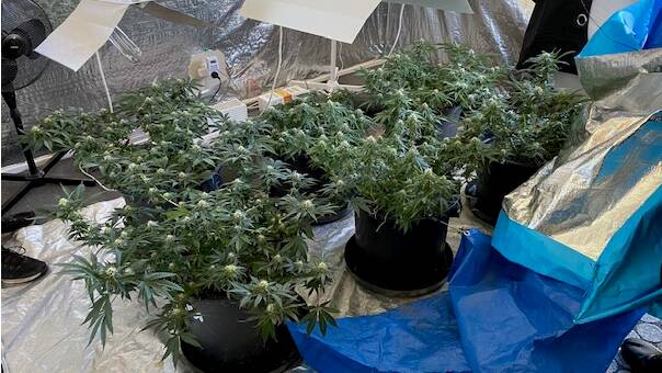 Cannabis located and seized by police at a residence in Elwin Road, Raymond Terrace on Tuesday, August 25.