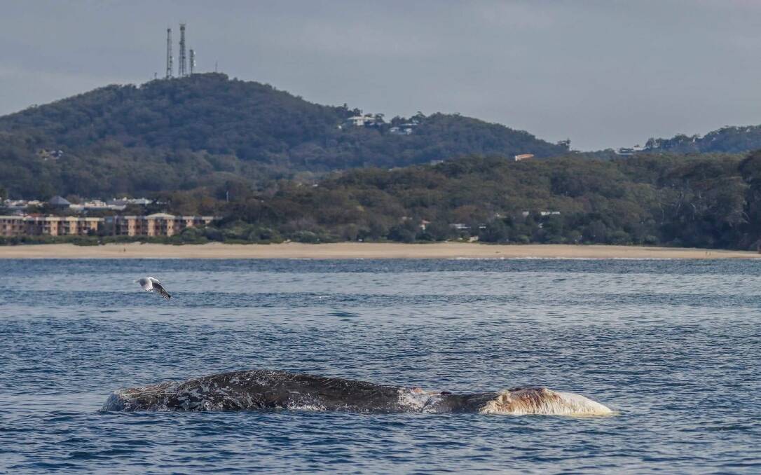 A whale carcass removed from Fingal Bay's waters on Saturday is believed to be the same one sighted inside Nelson Bay the previous week. Picture: Lisa Skelton