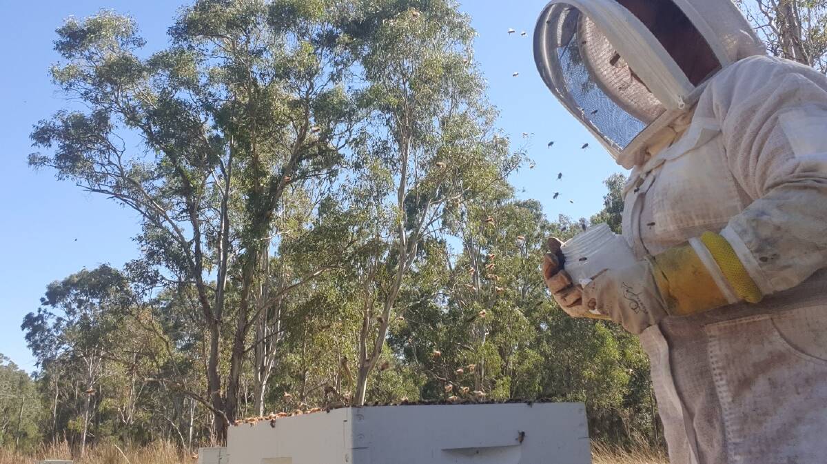 HONEY: Beekeeper Jennifer Sandstrom with one of her hives before the Varroa mite outbreak.