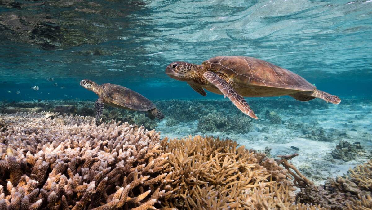 Two green sea turtles at the Great Barrier Reef, featured in The Map to Paradise. Picture: Bluebottle Films