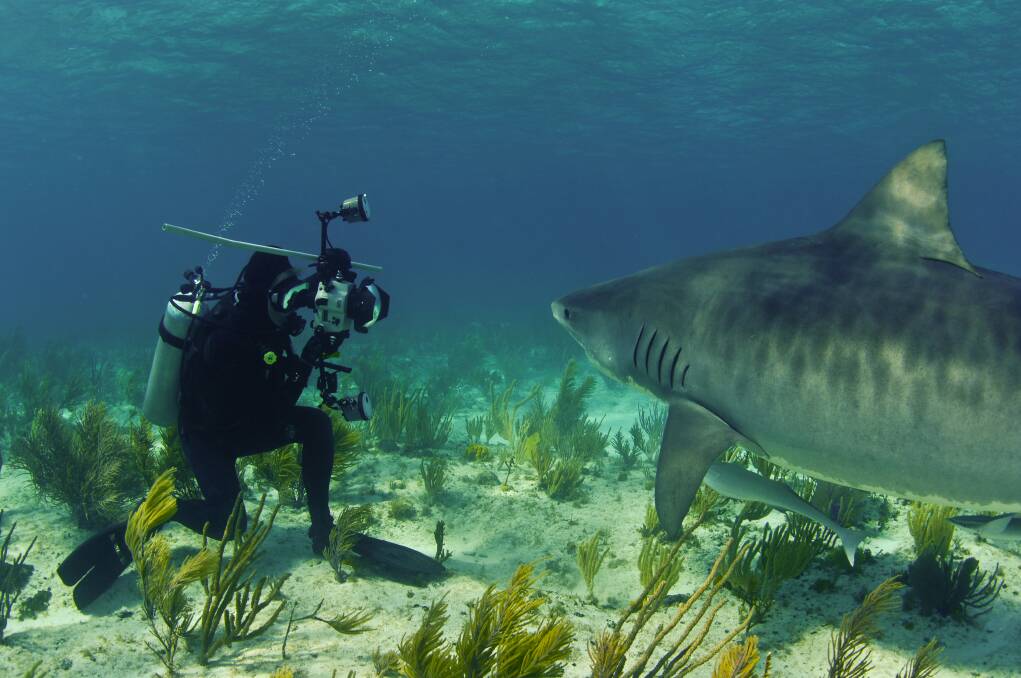 Malcolm Nobbs taking an up close and photo of a Tiger Shark. Picture: Charles Hood