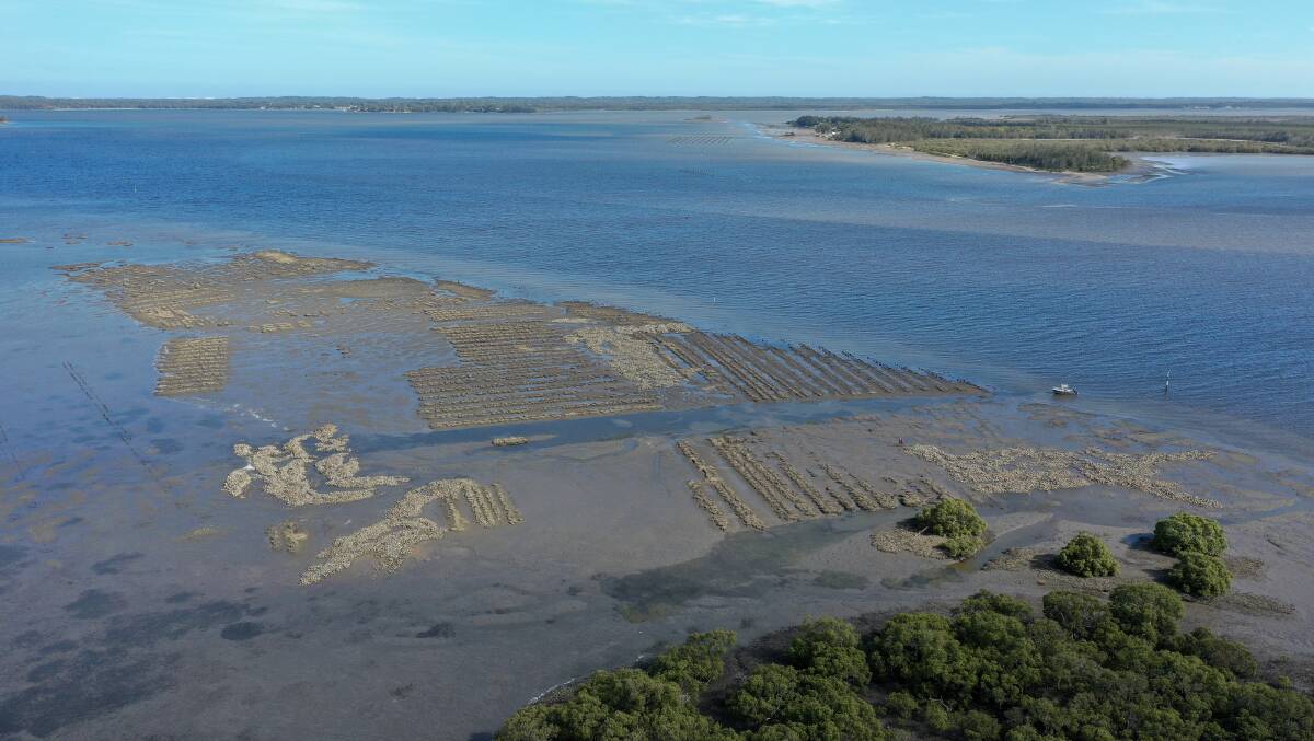 HEALTHY: An aerial shot of the oyster reef established in Karuah by NSW DPI in January 2020. 
