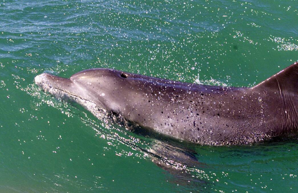 NOT TOO CLOSE: Around 90120 Indo-Pacific bottlenose dolphins live permanently
in the waters of Port Stephens, making it one of the most popular places for dolphin watching. 