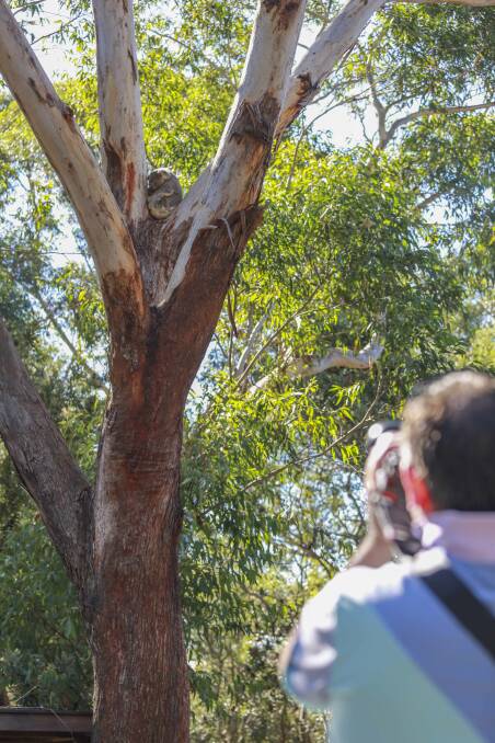 A visitor to Port Stephens Koala Sanctuary taking a photo of a koala in care.