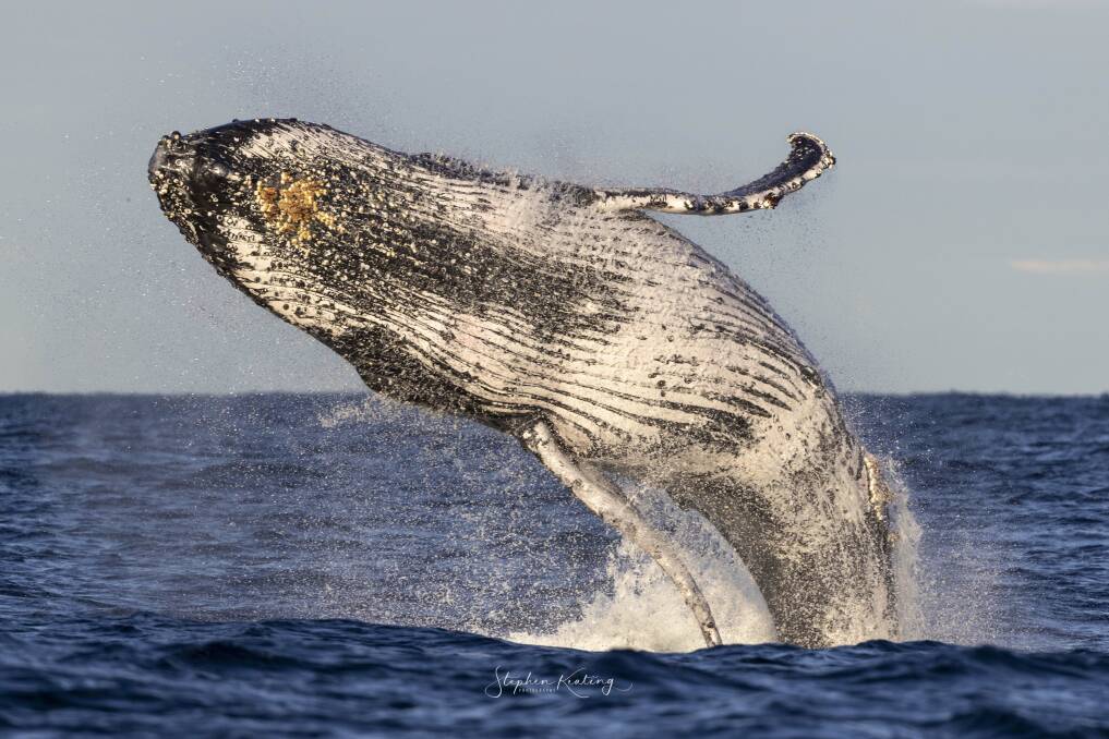 Send your whale watching photos to emwatts@austcommunitymedia.com.au