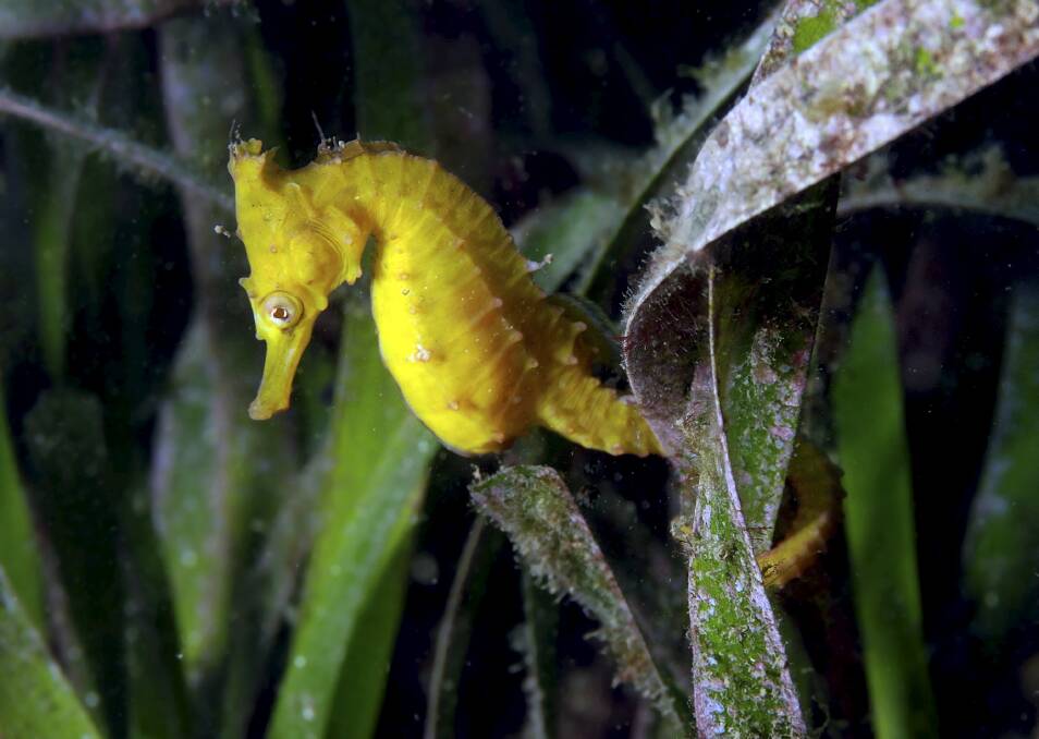 A Hippocampus whitei floating among Posidonia australis seagrass. Picture: David Harasti