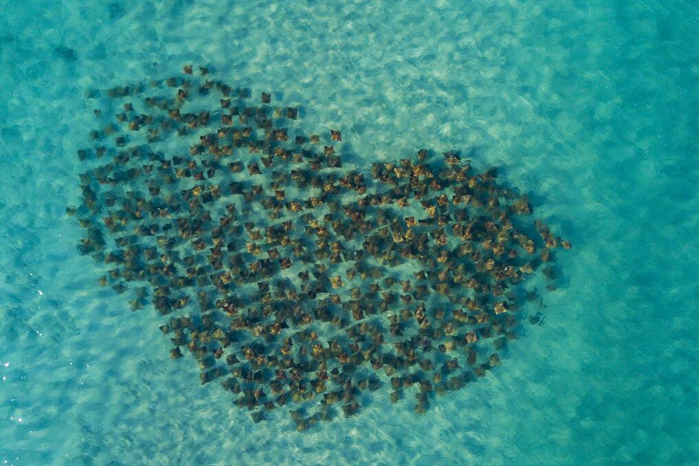 HEART: Rodd Owen said it was "random luck" to take this photo of a group of eagle rays in a love heart shape at Fingal Bay. Picture: Rodd Owen