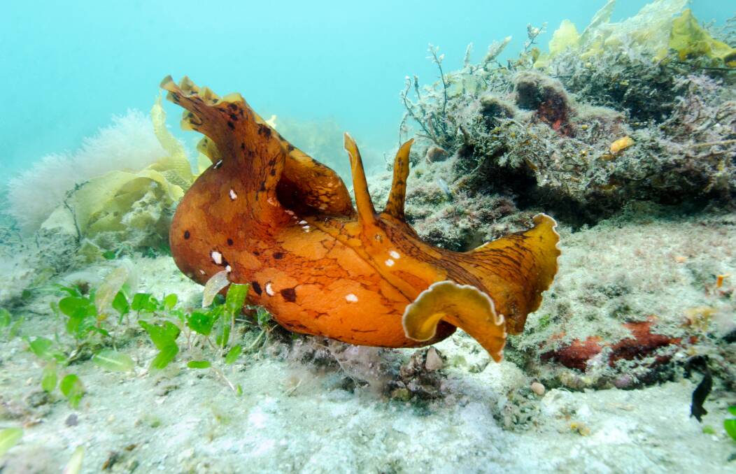 The life of a Giant Sea Hare is simple. They spend their short life span grazing, growing and mating. Pictures: Malcolm Nobbs