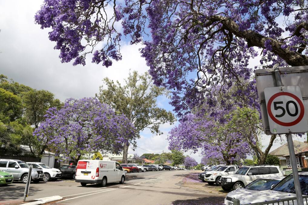 Raymond Terrace's jacaranda trees are in full bloom. Pictures: Ellie-Marie Watts