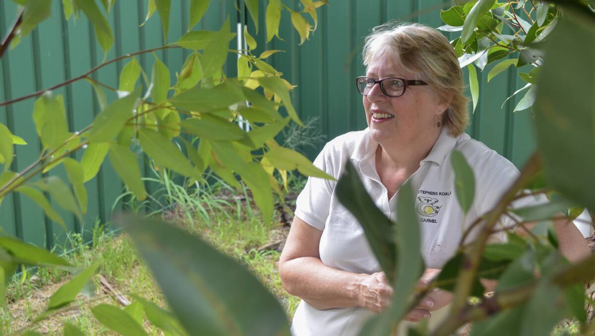 Carmel Northwood in 2017, when she was president of Port Stephens Koalas