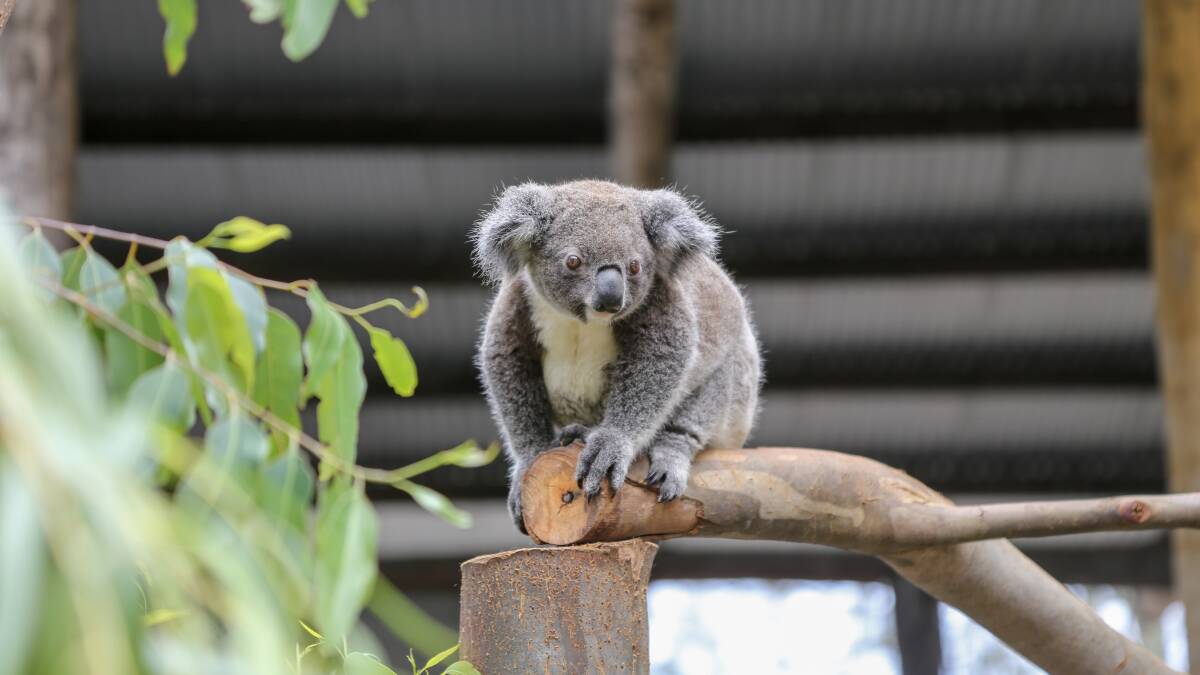 NSW koalas listed as endangered