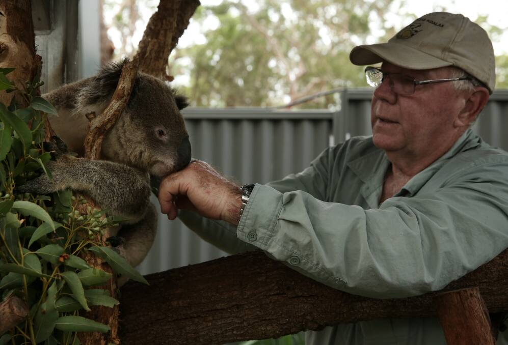 ENDANGERED: Ron Land with long-time Port Stephens Koala sanctuary resident Tolley at the soon to be completed koala sanctuary at One Mile. Picture: Simone De Peak