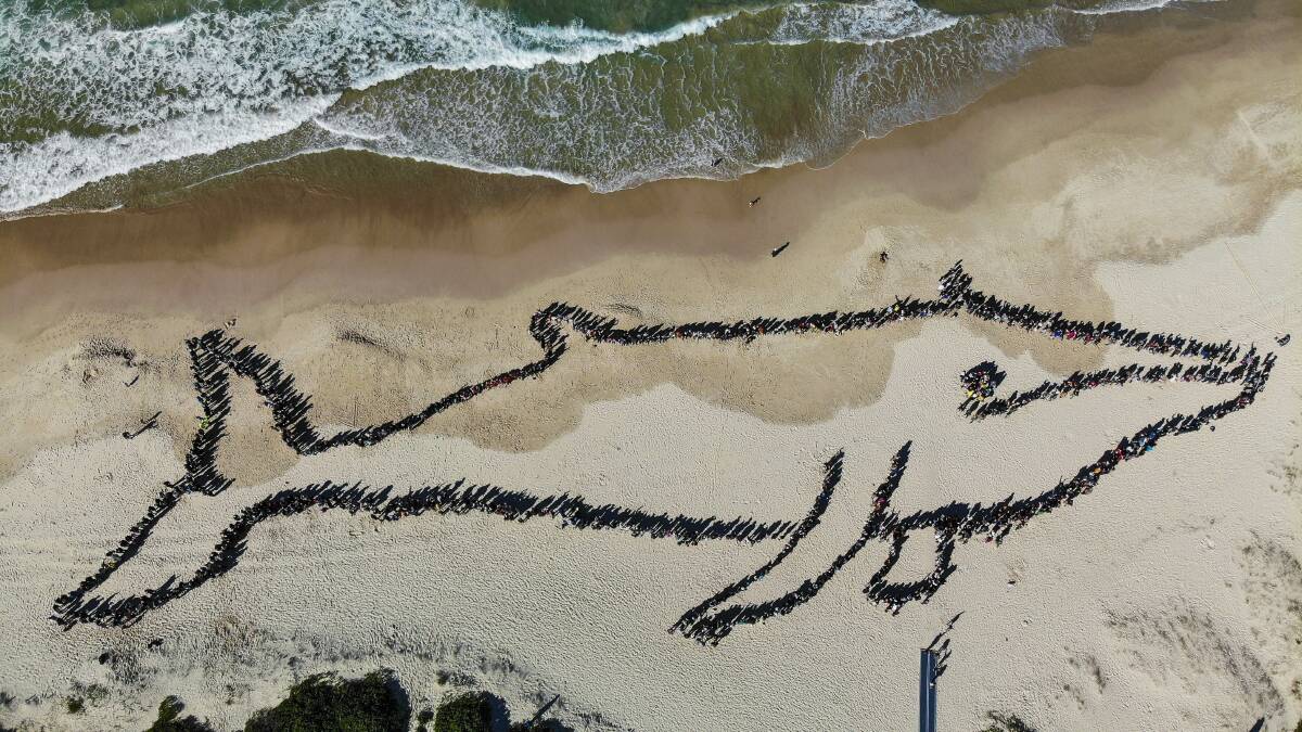 UNIQUE: About 1600 people helped created the last human whale at Fingal Beach in 2019. The event is hoped to return in July. Picture: Ben Cupitt