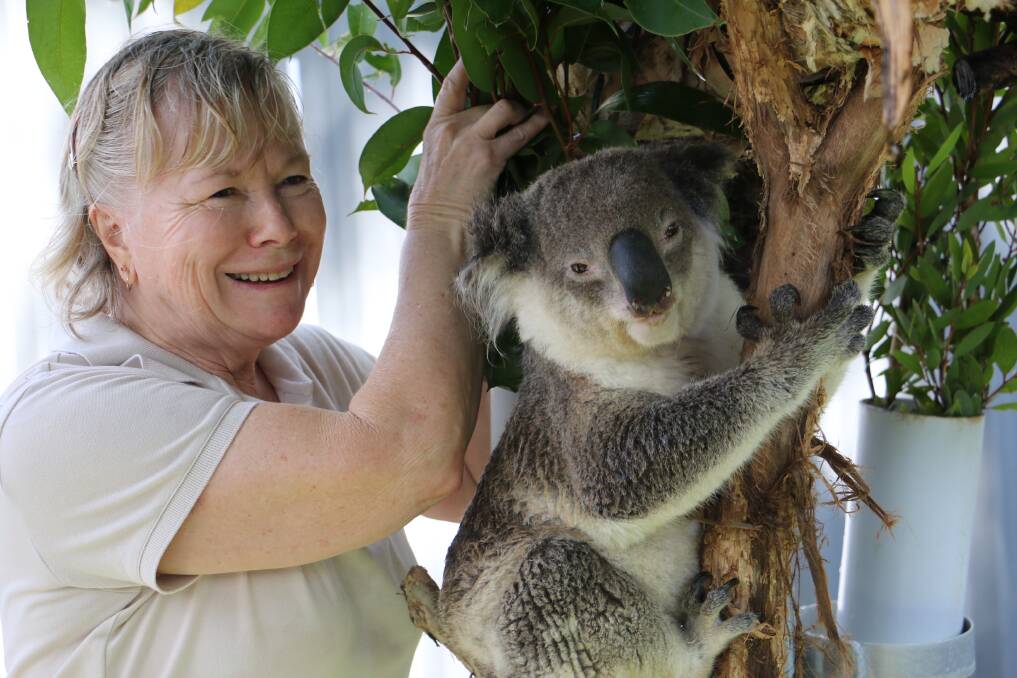 IN CARE: Volunteer Marion Land with Tolley, one of seven koalas currently in care at the Port Stephens Koalas sanctuary at Treescape Anna Bay.
