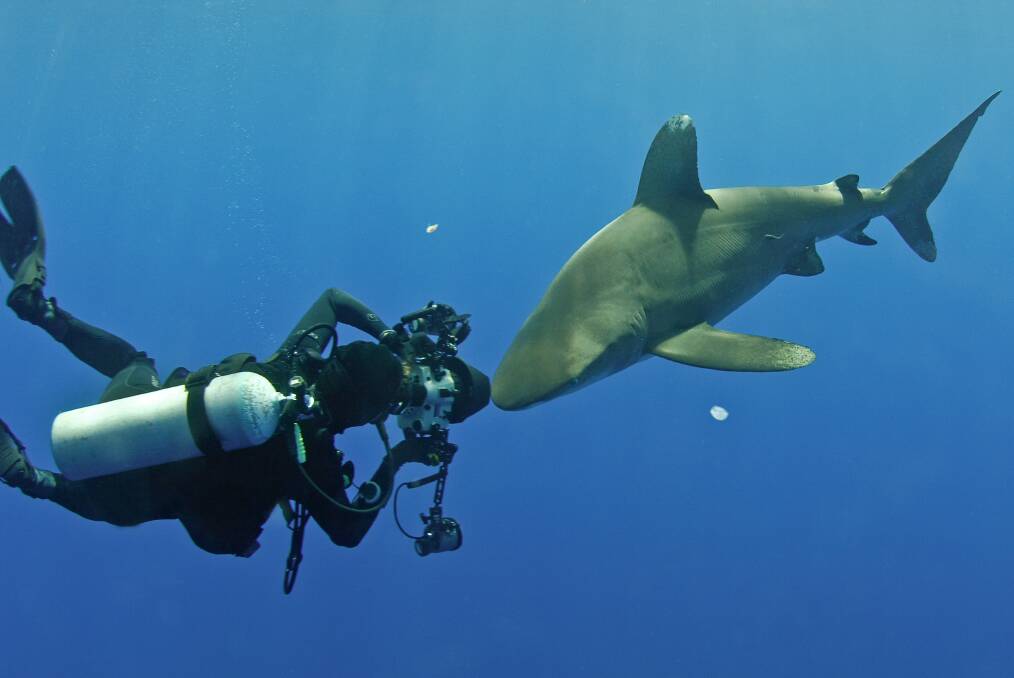 Malcolm Nobbs getting up close with an Oceanic Whitetip. Picture: Charles Hood