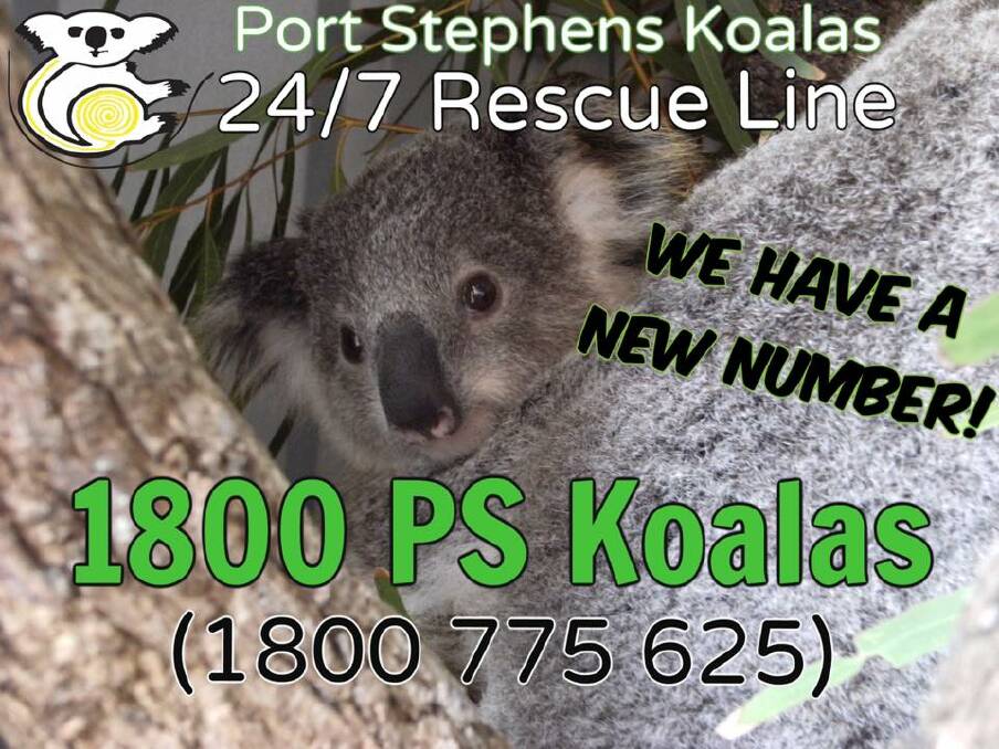 New number for Port Stephens Koalas rescue line