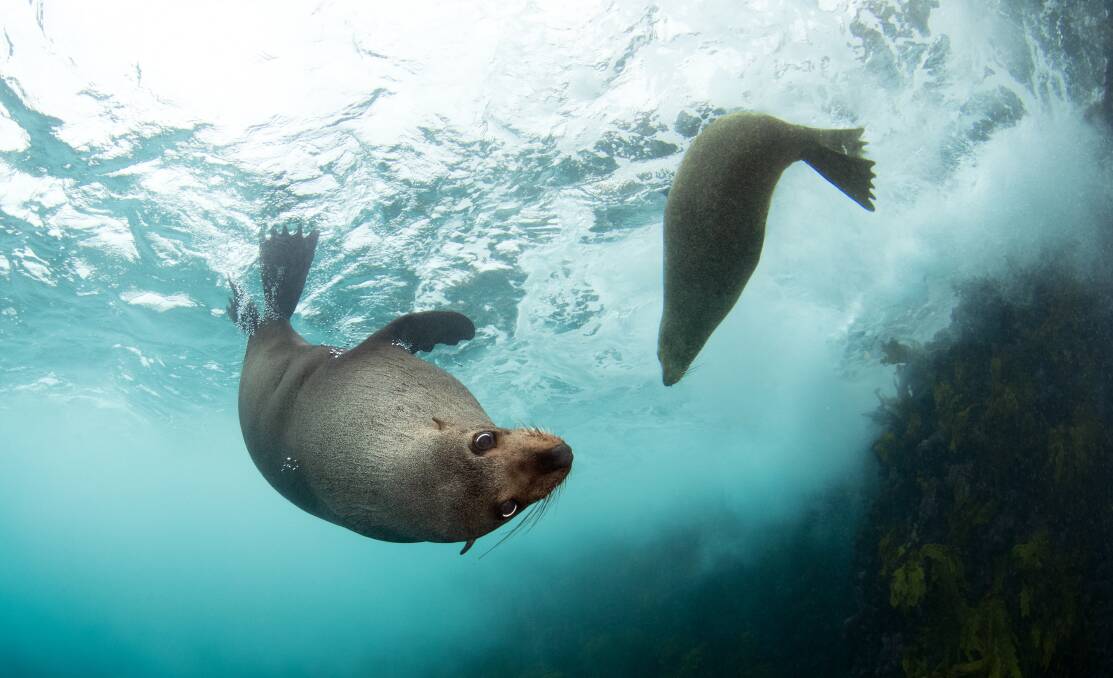 SEA PUPPY: Fur seals swimming off Cabbage Tree Island, located outside the Port Stephens Heads. Picture: Malcolm Nobbs