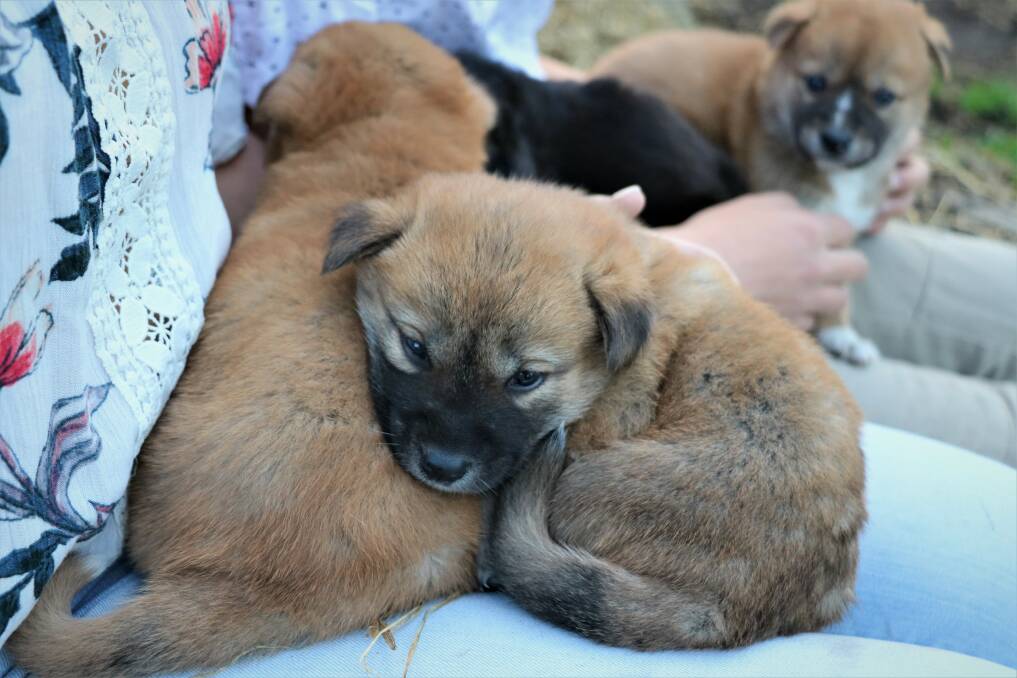 The five-week-old dingo puppies are now available to meet. Picture: Oakvale Wildlife Park