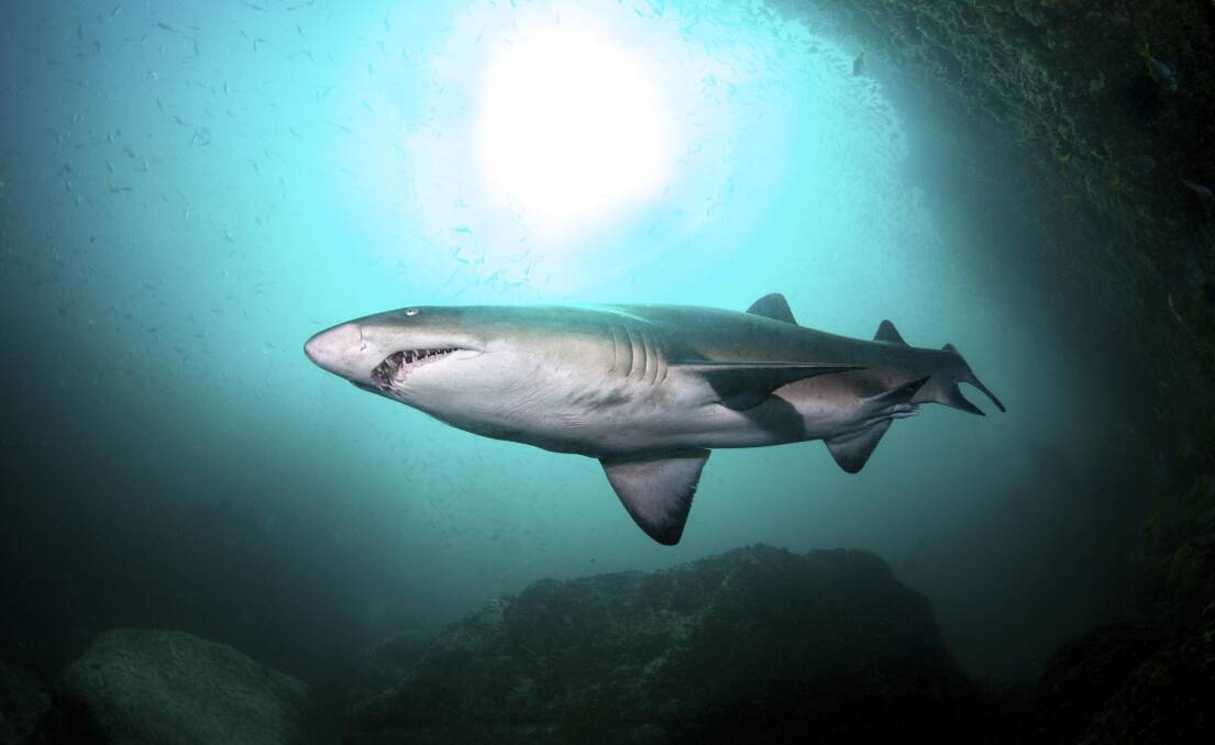 Eastern Head off Broughton Island was the Grey Nurse shark's preference in 2005 before they moved a short distance to Elephant Rock for five years before relocating again to nearby North Rock where they still remain. Picture: Malcolm Nobbs
