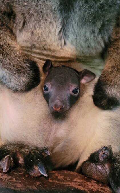 Meet Sofus, Oakvale Wildlife Park's 7 month old Lumholtz's tree-kangaroo. Pictures supplied.