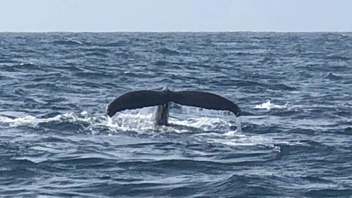 PEEKABOO: The tail of a humpback spotted by Imagine Cruises on its first whale watch cruise in May. Picture: Supplied 