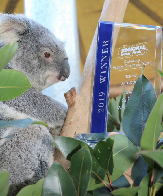 An Oakvale koala with the 'gold' tourism award.