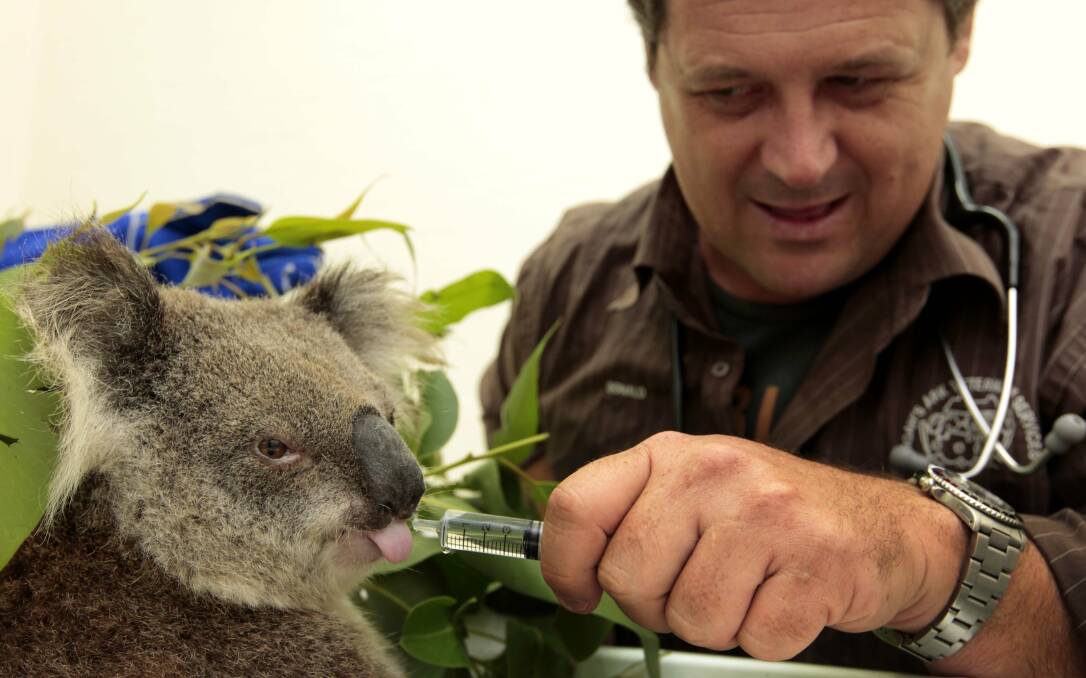 Dehydrated Port Stephens koala Yasi takes water from Nelson Bay veterinarian Dr Donald Hudson in 2011.