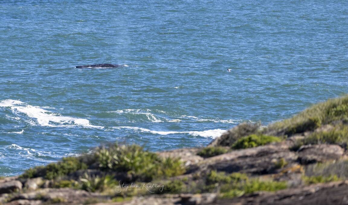 Whales snapped off the rocks at Fishermans Bay in May. Picture: Stephens Keating