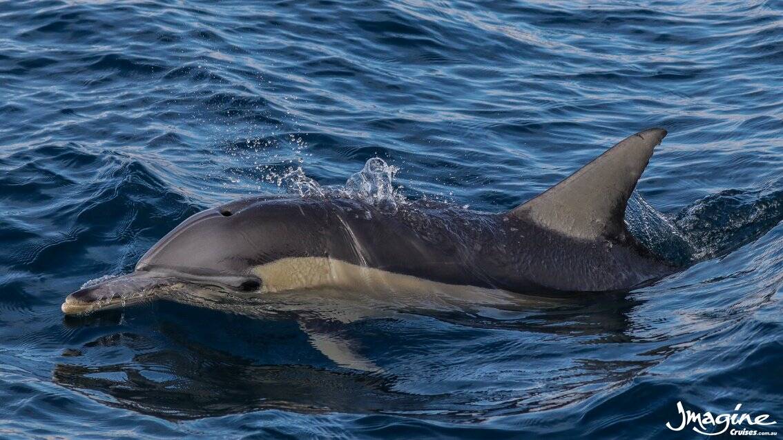 Between 90 and 120 individual dolphins live in Port Stephens year round. Photos: Facebook/Imagine Cruises - Port Stephens