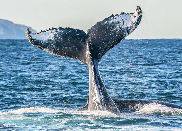 WHAT A SIGHT: Humpback whale fluke in Port Stephens. Picture: Destination NSW
