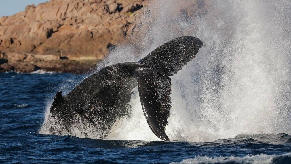 Send your 2018 Port Stephens whale watching photos to portstephens@fairfaxmedia.com.au.