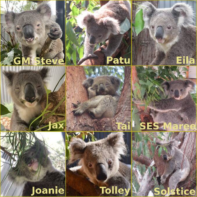 The nine koalas available for adoption through the Port Stephens Koalas website.