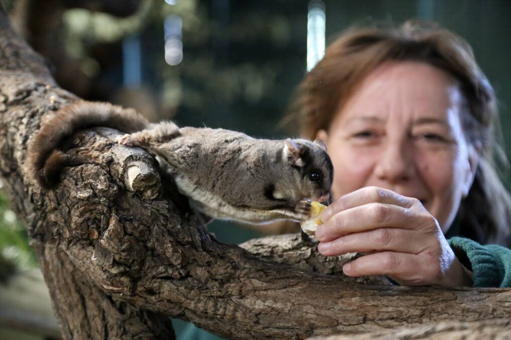 WELCOME: Oakvale Wildlife Park's new curator Angela Lambert feeding a sugar glider. Picture: Ellie-Marie Watts