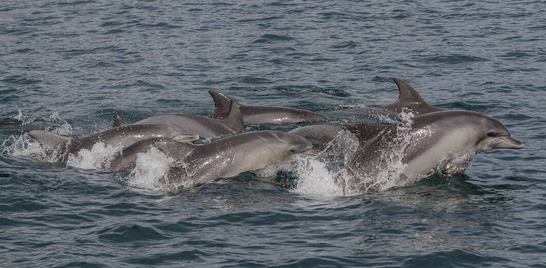 Join the 18th annual Port Stephens Dolphin Census on June 29. Picture of a pod of dolphins spotted in Port Stephens on May 8, 2018. Picture: Imagine Cruises - Port Stephens