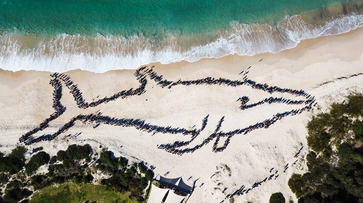 A total of 1318 people helped to create the outline of a 120m long humpback whale at Fingal Beach on Sunday, July 15. Picture: One Shot Productions