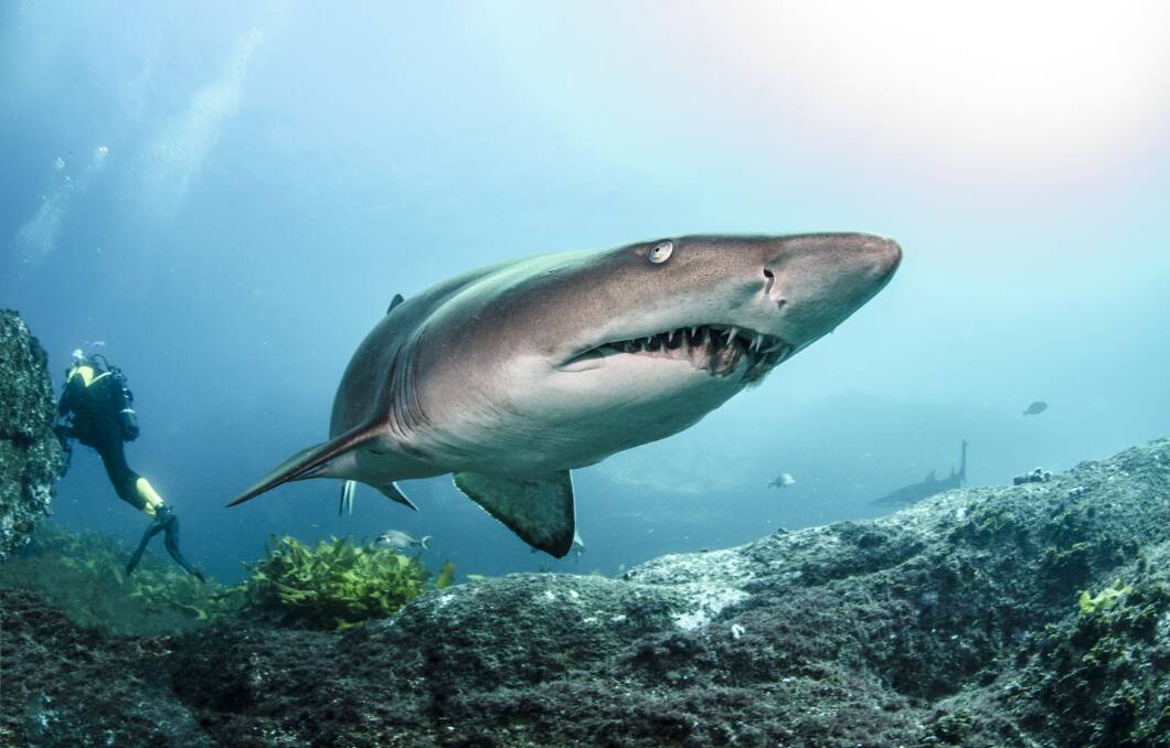 While scary looking, the Grey Nurse shark is known to be docile and easy for divers to interact with. Pictures: Malcolm Nobbs