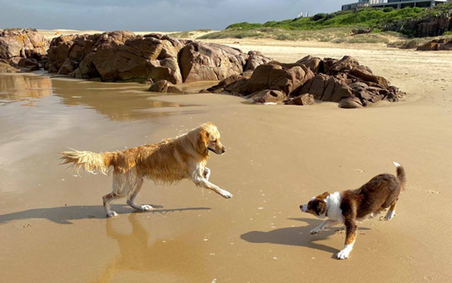 Dogs playing on Birubi Beach. Picture: Supplied