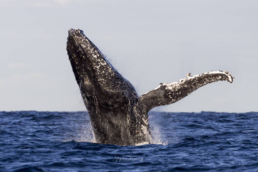 INCREDIBLE: A humpback whale performing a spectacular breach, captured by Stephen Keating aboard an Aquamarine Adventures cruise on Monday. Picture: Stephen Keating