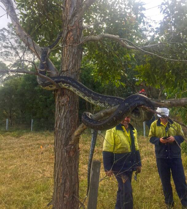 WOAH: The picture Active Tree Services took in June 2017 of workers with a monster python at Brandy Hill.
