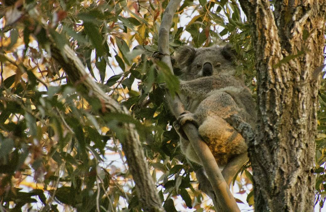 HABITAT LOSS: A female breeding koala sighted near the Brandy Hill quarry site by University of Newcastle researchers compiling a report. A bellowing male was found nearby as well. Picture: Lachlan Howell