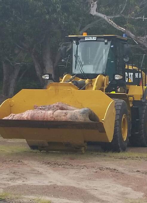 The sperm whale carcass washed up on October 16. National Parks and Wildlife Service removed it on October 18.
