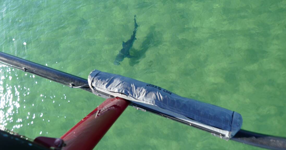 SPOTTED: A  2.3 metre long tiger shark sighted by the NSW DPI helicopter at Birubi Beach in December 2017 The helicopter patrol will return this summer.