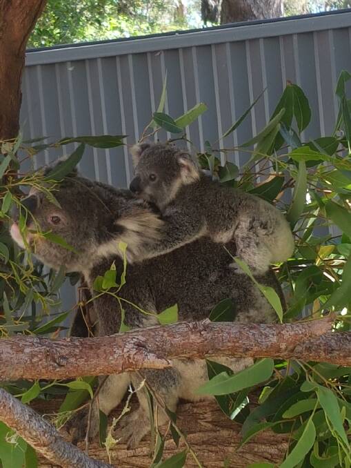 Pictures: Port Stephens Koalas