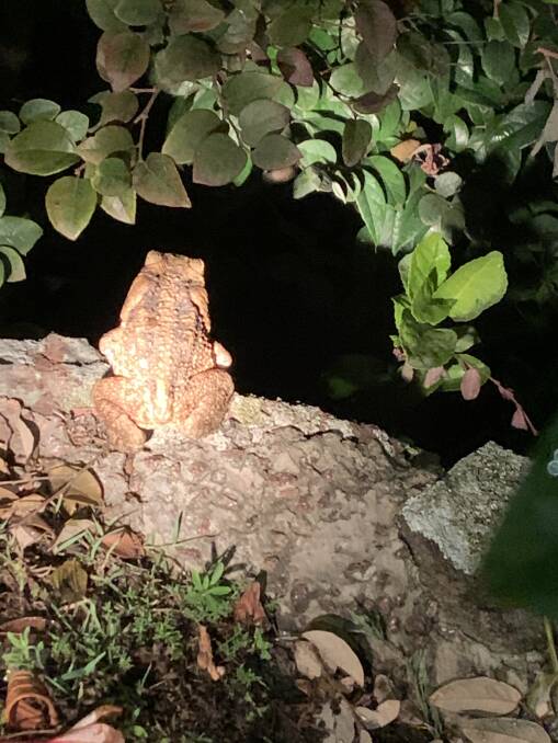 NOT WELCOME: Hunter Local Land Services confirmed that a cane toad was found in Salamander Bay on the weekend of January 18-19. Picture: Supplied