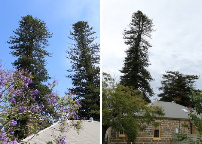 The Norfolk Island Pine trees on the grounds of the old Rectory. Left picture is from November 2015, right picture is form March 2019. 