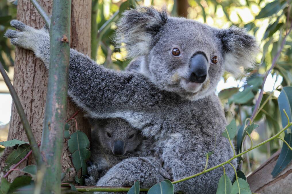 A koala and her joey at Oakvale Wildlife Park.