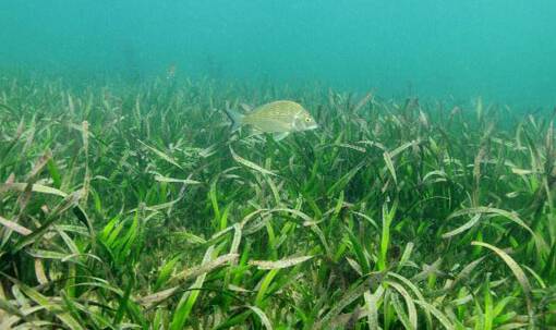 The Sydney Institute of Marine Science will receive $95,954 from the NSW Government for a project that will aim to restore Posidonia australis seagrass in mooring scars in Port Stephens. Picture: NSW DPI