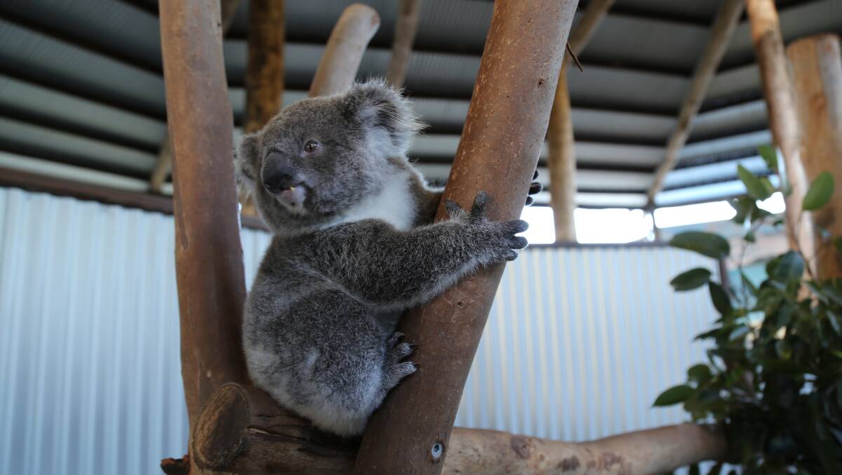 One of Oakvale's four baby koalas. Picture: Ellie-Marie Watts